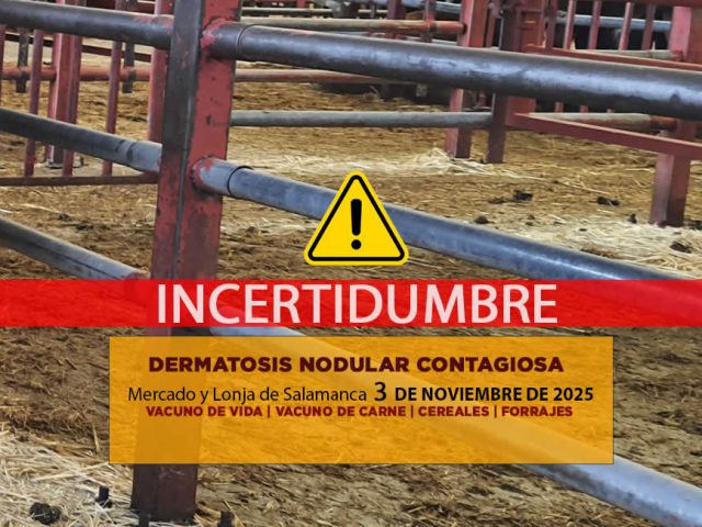 Análisis de la lonja y mercado de ganado de Salamanca 3 de noviembre de 2025