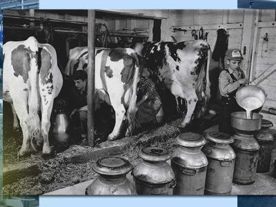 Batch Milking vs. Robot o Sala. Ventajas, consideraciones y perspectivas de los sistemas