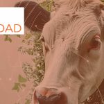 Zoetis presenta los avances de su estrategia de sostenibilidad en 2024