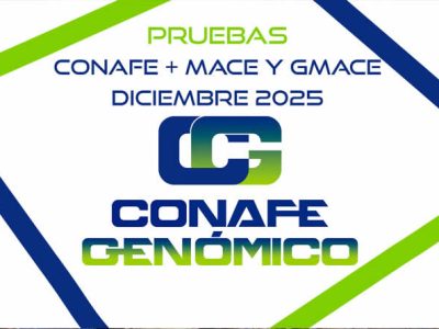 Nuevas pruebas genéticas CONAFE de vacuno de raza frisona + MACE y GMACE de diciembre 2025
