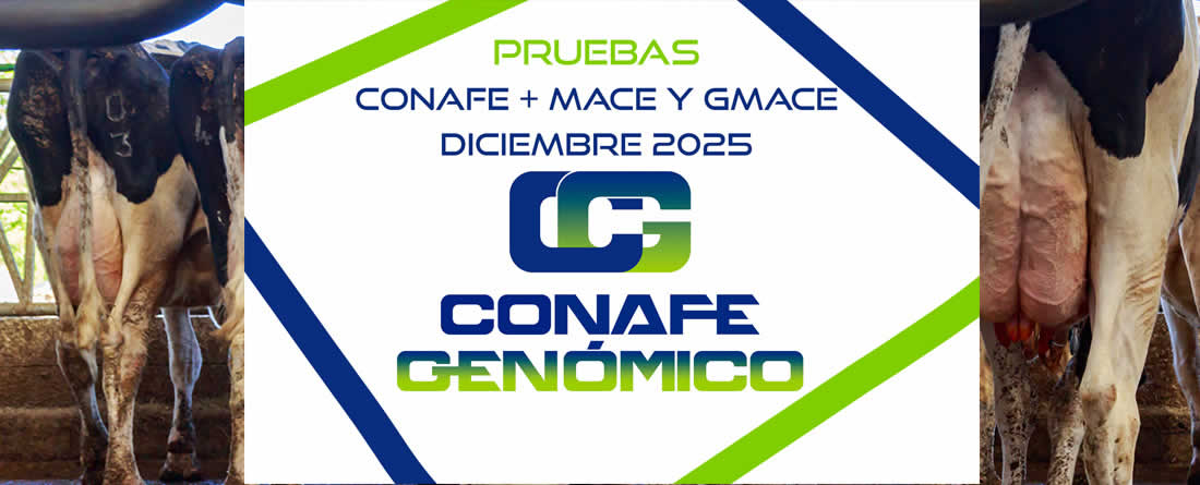 Nuevas pruebas genéticas CONAFE de vacuno de raza frisona + MACE y GMACE de diciembre 2025