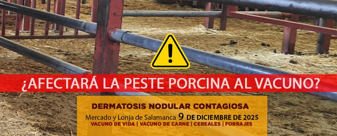 Análisis de la lonja y mercado de ganado vacuno de Salamanca 9 de diciembre de 2025