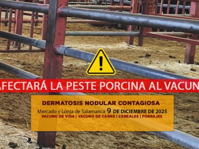 Análisis de la lonja y mercado de ganado vacuno de Salamanca 9 de diciembre de 2025