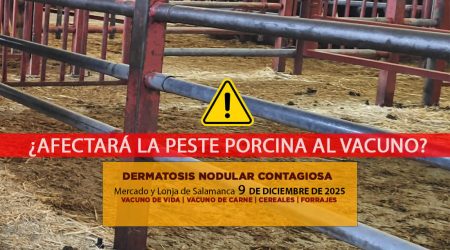 Análisis de la lonja y mercado de ganado vacuno de Salamanca 9 de diciembre de 2025