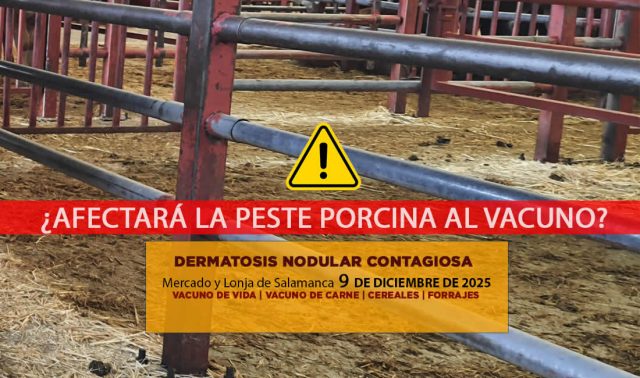 Análisis de la lonja y mercado de ganado vacuno de Salamanca 9 de diciembre de 2025