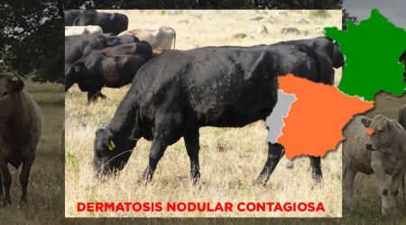 Alto riesgo de entrada de la Dermatosis Nodular Contagiosa (DNC) por movimientos desde Francia
