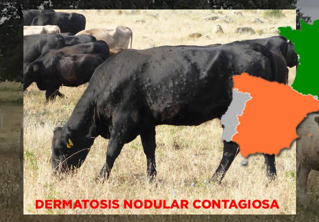 Alto riesgo de entrada de la Dermatosis Nodular Contagiosa (DNC) por movimientos desde Francia