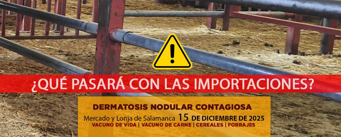 Análisis de la lonja y mercado de ganado vacuno de Salamanca 15 de diciembre de 2025