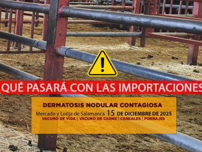 Análisis de la lonja y mercado de ganado vacuno de Salamanca 15 de diciembre de 2025