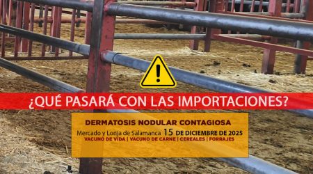 Análisis de la lonja y mercado de ganado vacuno de Salamanca 15 de diciembre de 2025