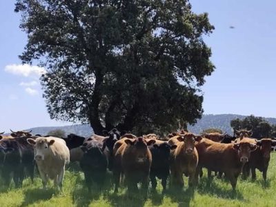 SECUESVAC inicia la fase de cálculo del secuestro de carbono orgánico en el suelo