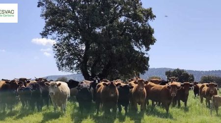 SECUESVAC inicia la fase de cálculo del secuestro de carbono orgánico en el suelo