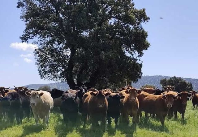 SECUESVAC inicia la fase de cálculo del secuestro de carbono orgánico en el suelo