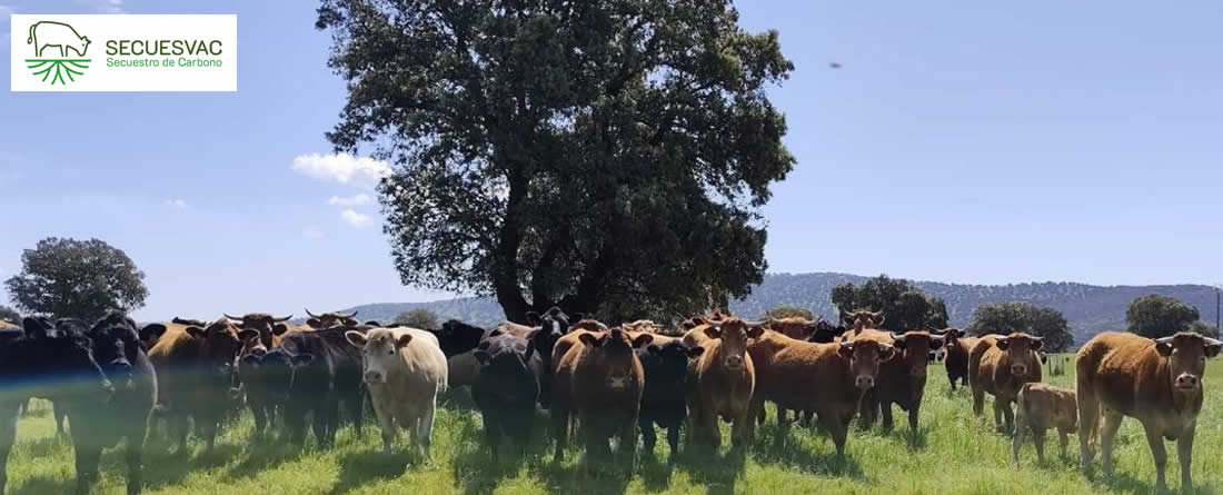 SECUESVAC inicia la fase de cálculo del secuestro de carbono orgánico en el suelo