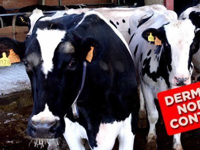 El Ministerio propone ampliar la vacunación de emergencia contra la dermatosis nodular contagiosa a comarcas de Aragón, Navarra y País Vasco