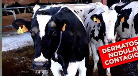El Ministerio propone ampliar la vacunación de emergencia contra la dermatosis nodular contagiosa a comarcas de Aragón, Navarra y País Vasco