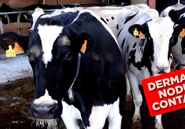 El Ministerio propone ampliar la vacunación de emergencia contra la dermatosis nodular contagiosa a comarcas de Aragón, Navarra y País Vasco