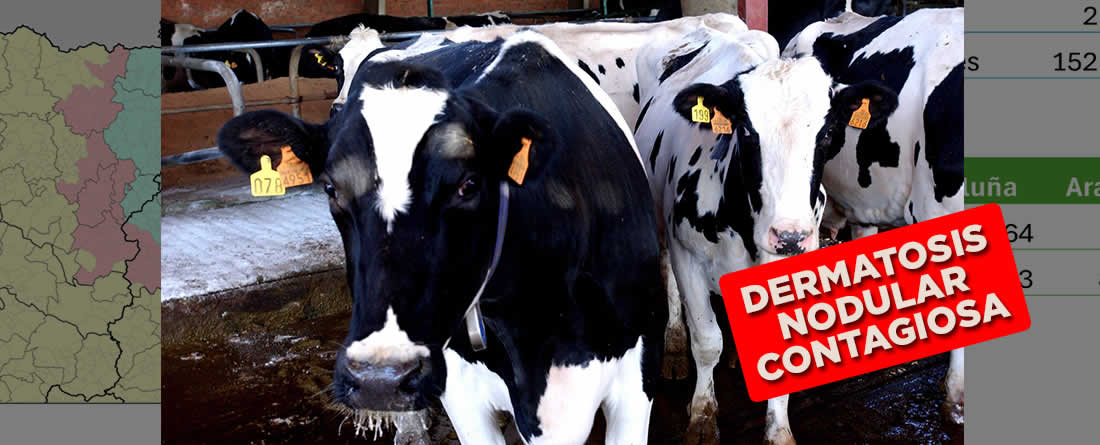 El Ministerio propone ampliar la vacunación de emergencia contra la dermatosis nodular contagiosa a comarcas de Aragón, Navarra y País Vasco
