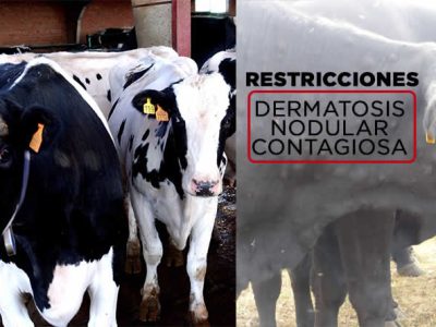 La Unión Europea levanta parte de las restricciones por dermatosis nodular contagiosa en zonas de España y Francia