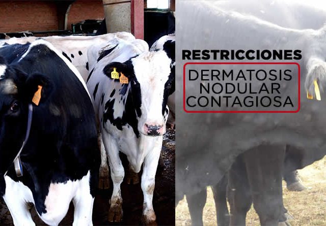 La Unión Europea levanta parte de las restricciones por dermatosis nodular contagiosa en zonas de España y Francia
