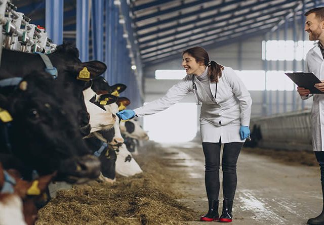 Consulta pública para la simplificación del real decreto sobre medicamentos veterinarios