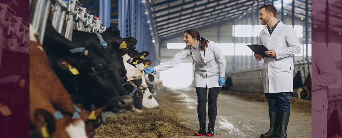 Consulta pública para la simplificación del real decreto sobre medicamentos veterinarios