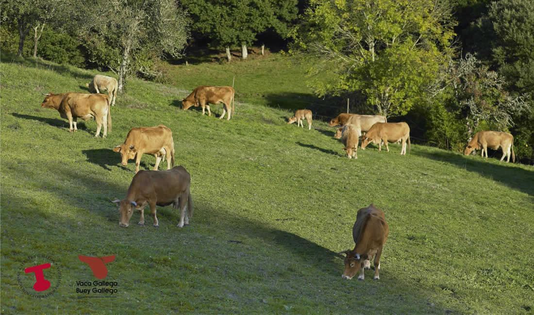 El Consejo Regulador de las IGPs Ternera Gallega y Vaca Gallega-Buey Gallego manifiesta su preocupación por las consecuencias del Acuerdo UE-Mercosur y reclama mejoras en la PAC