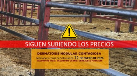 Análisis de la lonja y mercado de ganado vacuno de Salamanca 12 de enero de 2026