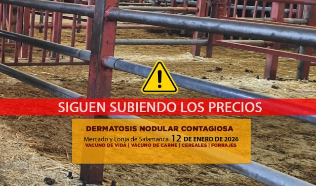 Análisis de la lonja y mercado de ganado vacuno de Salamanca 12 de enero de 2026