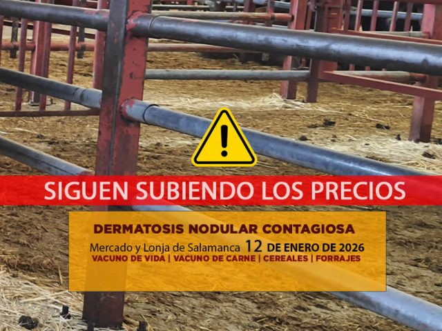 Análisis de la lonja y mercado de ganado vacuno de Salamanca 12 de enero de 2026