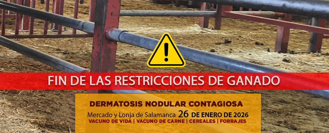 Análisis de la lonja y mercado de ganado de Salamanca 26 de enero de 2026