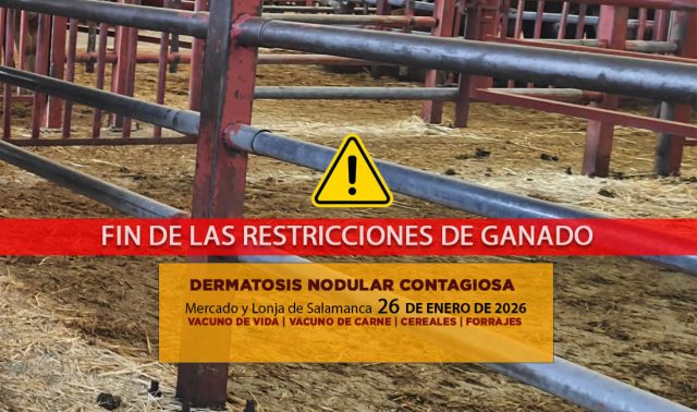 Análisis de la lonja y mercado de ganado de Salamanca 26 de enero de 2026