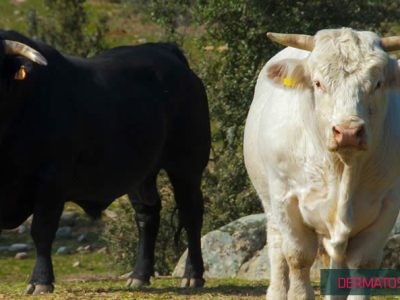 UPA convoca a los ganaderos y ganaderas a una protesta en la frontera con Francia ante el desamparo por la dermatosis