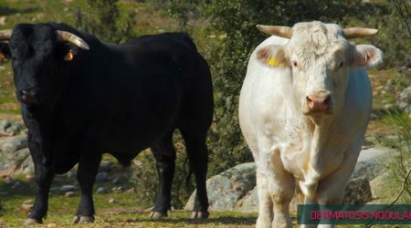 UPA convoca a los ganaderos y ganaderas a una protesta en la frontera con Francia ante el desamparo por la dermatosis