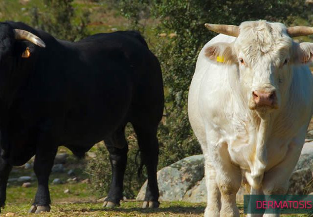 UPA convoca a los ganaderos y ganaderas a una protesta en la frontera con Francia ante el desamparo por la dermatosis