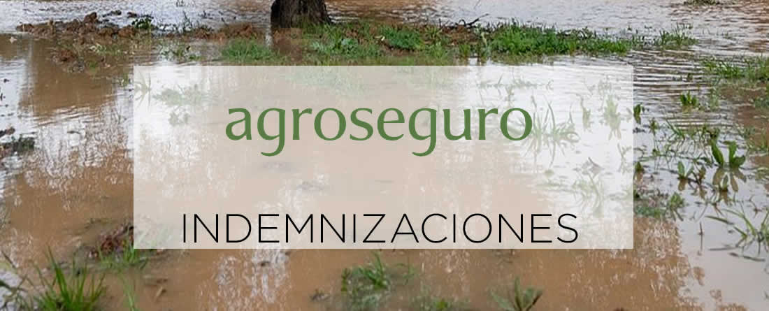 La estimación de indemnizaciones del seguro agrario por el tren de borrascas se eleva hasta los 50 millones de euros