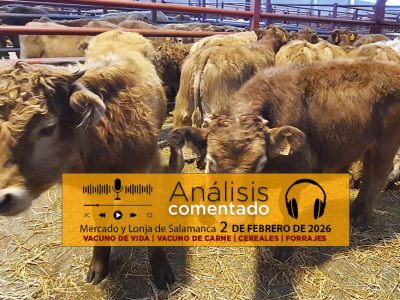 Análisis de la lonja y mercado de ganado vacuno de Salamanca 2 de febrero de 2026