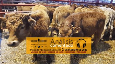Análisis de la lonja y mercado de ganado vacuno de Salamanca 2 de febrero de 2026