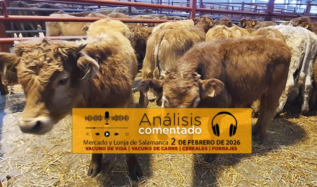 Análisis de la lonja y mercado de ganado vacuno de Salamanca 2 de febrero de 2026