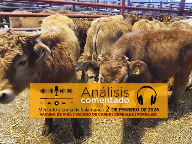 Análisis de la lonja y mercado de ganado vacuno de Salamanca 2 de febrero de 2026