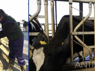 ¿Menos antibióticos, más salud?