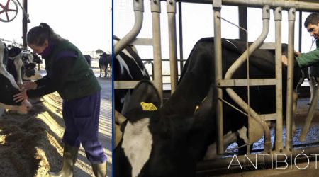 ¿Menos antibióticos, más salud?