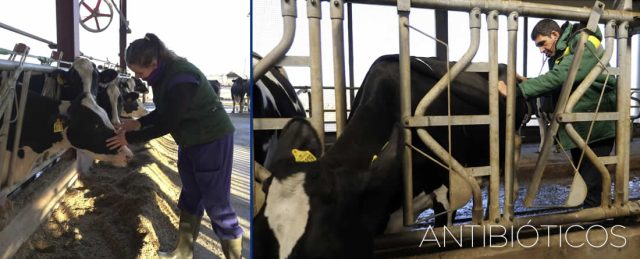 ¿Menos antibióticos, más salud?