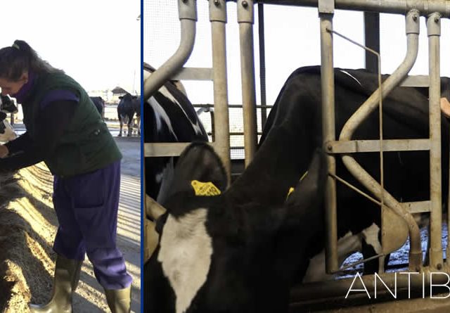 ¿Menos antibióticos, más salud?