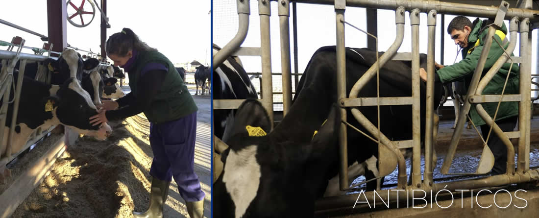 ¿Menos antibióticos, más salud?