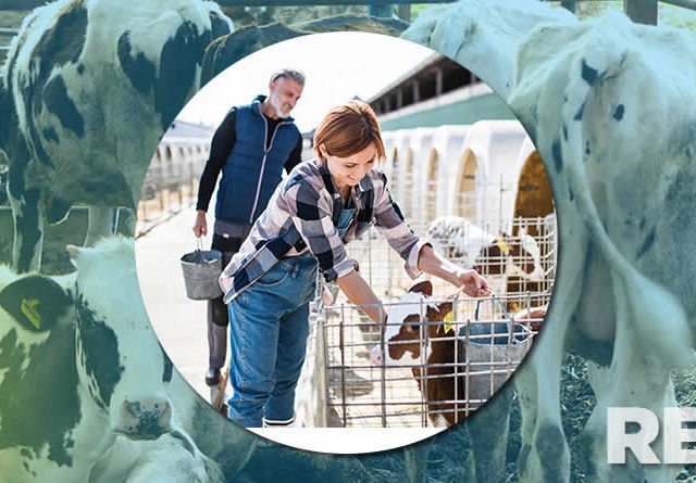 Artículo premium de vacuno lechero y novillas No hay futuro sin recría