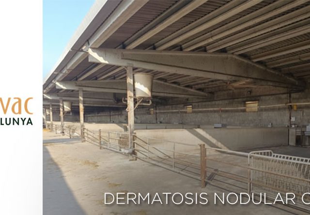 Cataluña levanta las últimas restricciones por la DNC, con pérdidas de 4 millones de euros