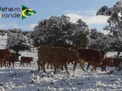 El grupo cooperativo DEHESA GRANDE incrementa más del 21 por ciento su facturación en 2025
