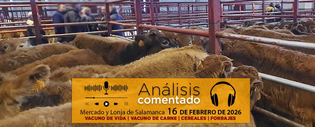 Análisis de la lonja y mercado de ganado vacuno de Salamanca 16 de febrero de 2026