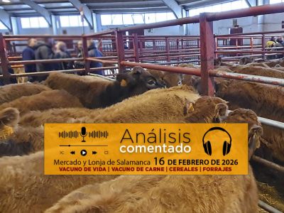 Análisis de la lonja y mercado de ganado vacuno de Salamanca 16 de febrero de 2026